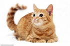 Как кормить стерилизованную кошку (или кастрированного кота)? Как кормить стерилизованную кошку (или кастрированного кота)?