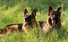 Какие аксессуары и игрушки нужны немецкой овчарке?