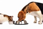 Корма класса Holistic: новая философия питания или коммерческий ход? Корма класса Holistic: новая философия питания или коммерческий ход?