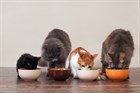 Сколько корма нужно кошке?
