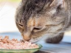 Каким кормом лучше кормить кошку? Сухим или влажным: плюсы и минусы Каким кормом лучше кормить кошку? Сухим или влажным: плюсы и минусы
