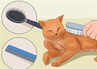 Как правильно ухаживать за шерстью кошек