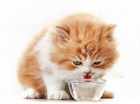 Кошки, которые мало пьют, чем это грозит и что с этим делать… Кошки, которые мало пьют, чем это грозит и что с этим делать…