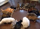 Как накормить нескольких кошек?