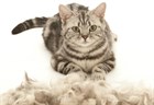 FURminator – линька Вашего питомца больше не будет проблемой!