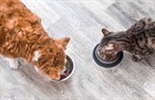 Как подобрать замену корму? Как подобрать замену корму?