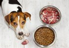 Какие бывают корма для собак? Чем лучше кормить собаку? Какие бывают корма для собак? Чем лучше кормить собаку?