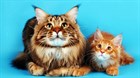 Что нужно для мейн-куна? Что нужно для мейн-куна?