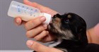 Чем кормить щенка? Чем кормить щенка?