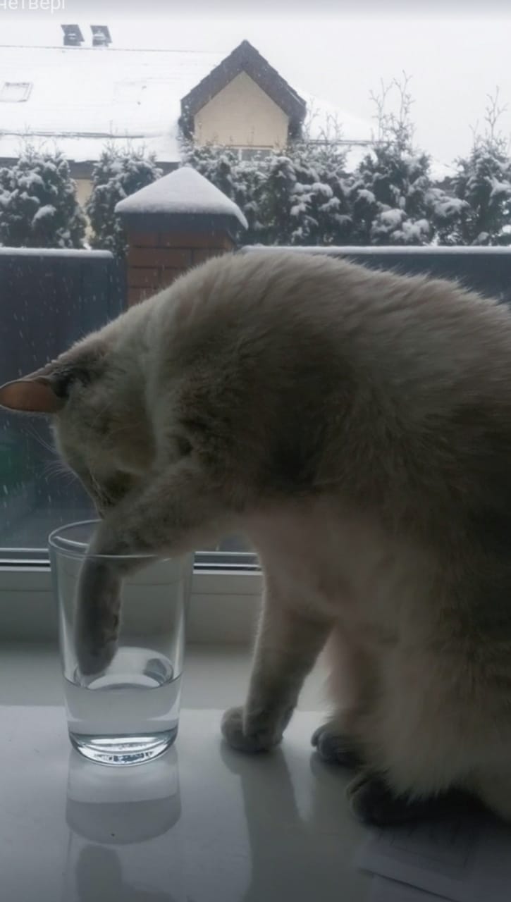 Вода для домашних животных