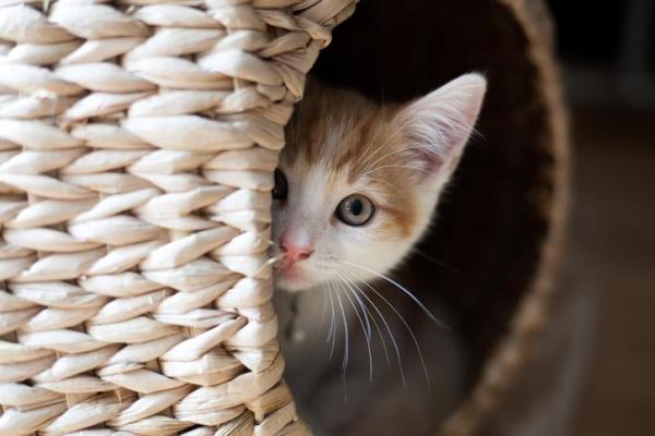 Как правильно общаться с кошкой