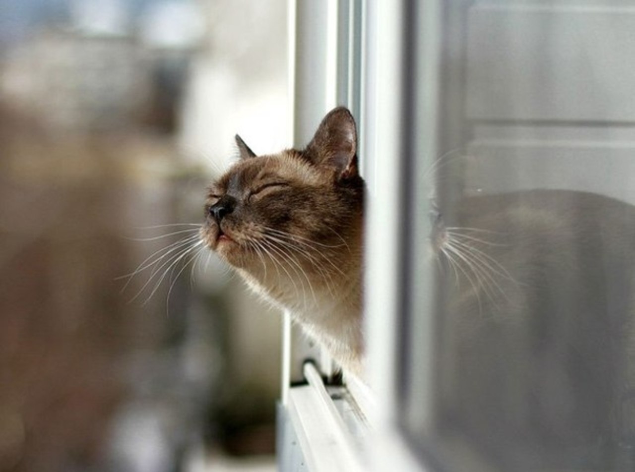 Кошка смотрит из окна