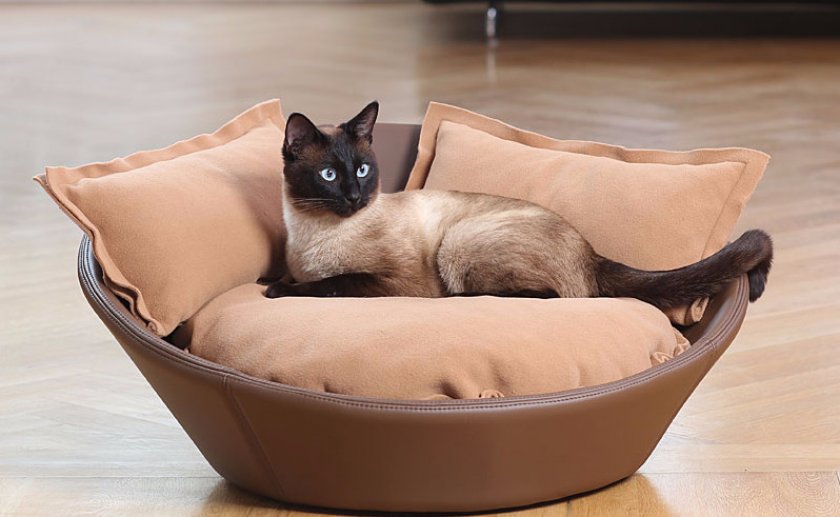 Кот на диване