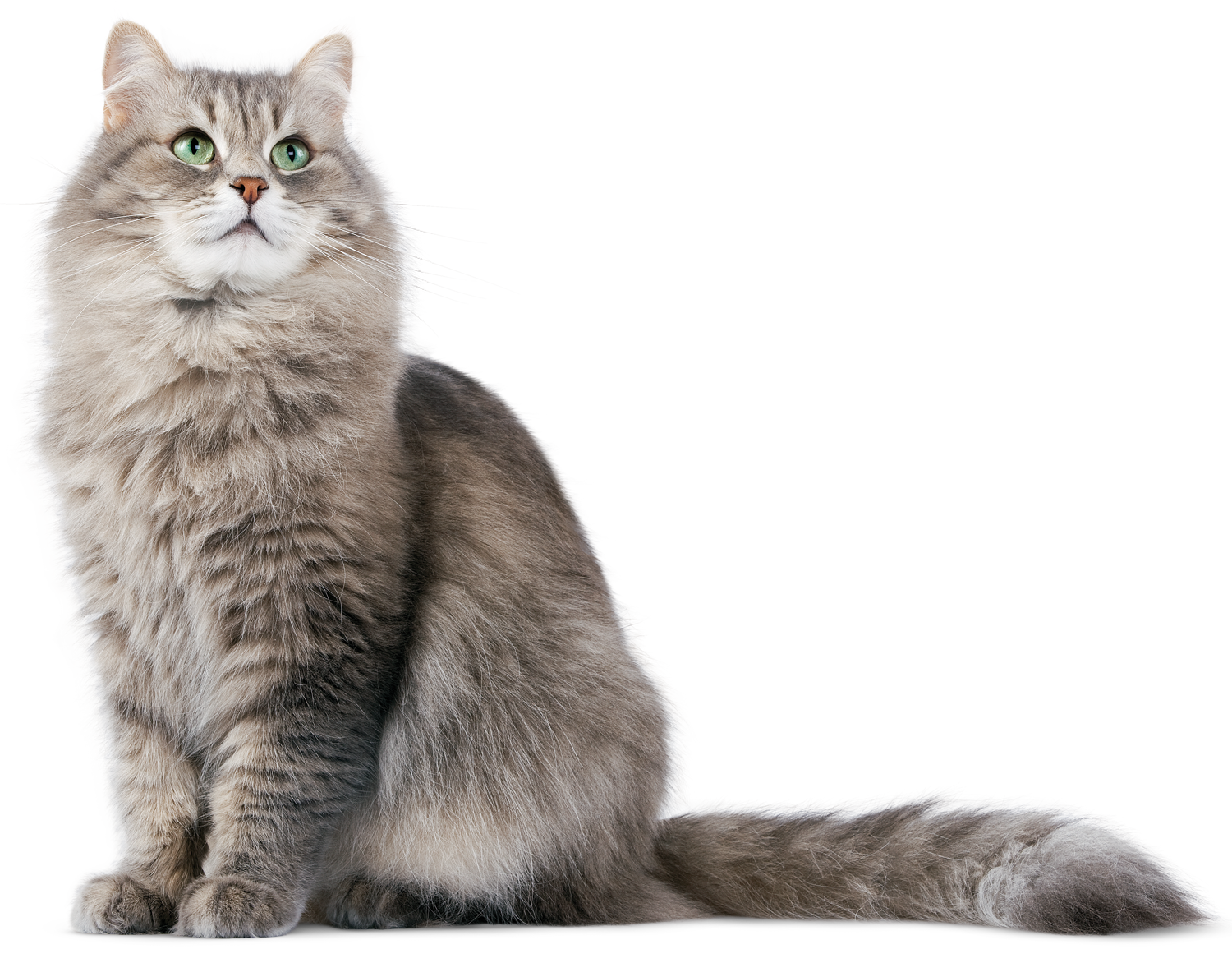 Кошка сибирская